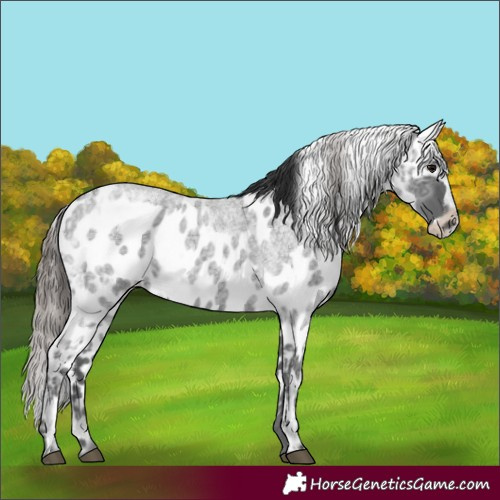 Horse Color:Blue Ice Roan  and Blue Ice Roan Appaloosa 