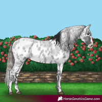 Horse Color:Blue Ice Roan  and Blue Ice Roan Near Leopard 