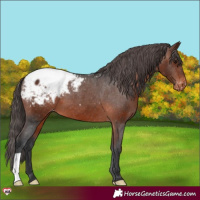 Horse Color:Brown Appaloosa 