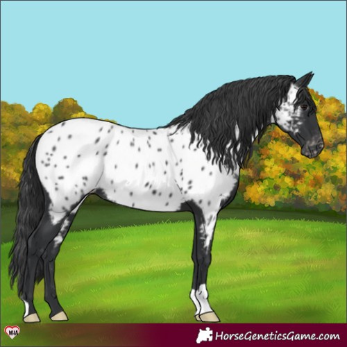 Horse Color:Black Appaloosa