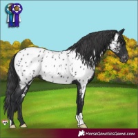 Horse Color:Black Appaloosa 