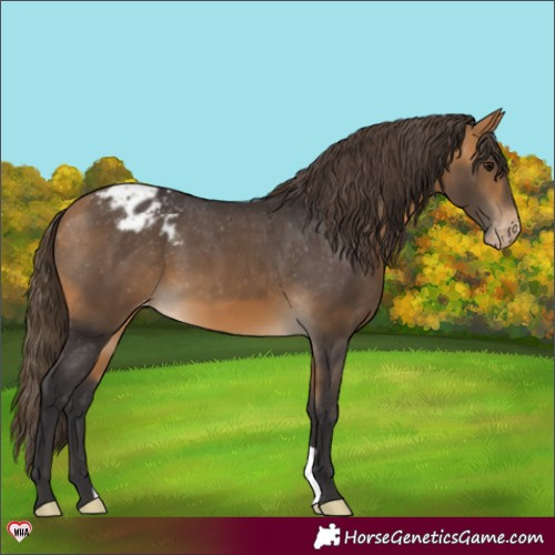 Horse Color:Buckskin Varnish 