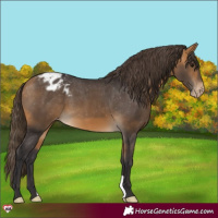 Horse Color:Buckskin Varnish 