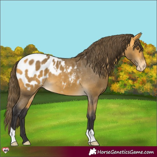 Horse Color:Buckskin Blanket 