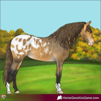 Horse Color:Buckskin Blanket 