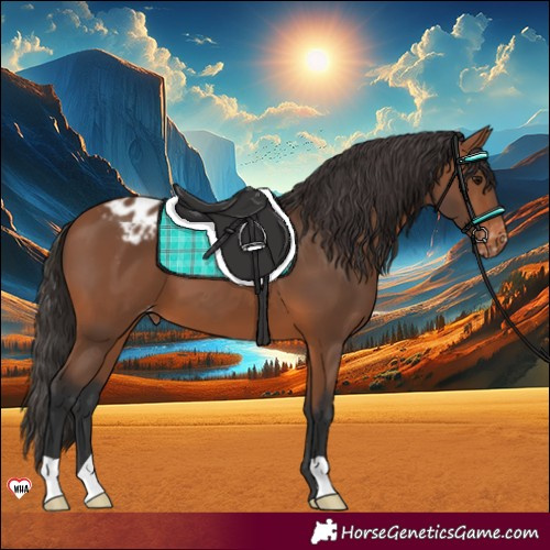 Horse Color:Bay Appaloosa 