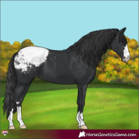 Horse Color:Black Appaloosa