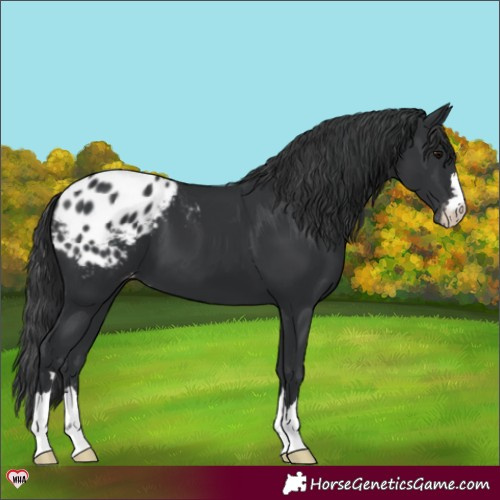 Horse Color:Black Appaloosa 
