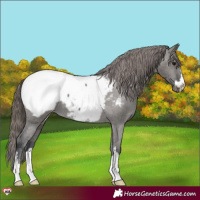 Horse Color:Grullo Appaloosa 