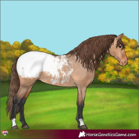 Horse Color:Bay Dun Snowcap 
