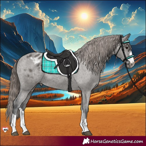 Horse Color:Grullo Varnish 