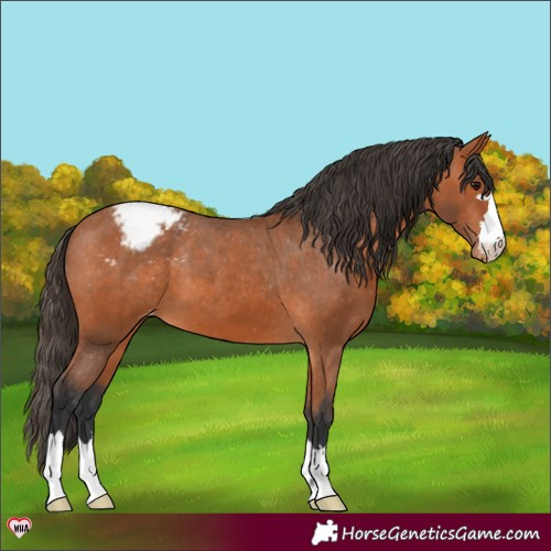 Horse Color:Bay Appaloosa 