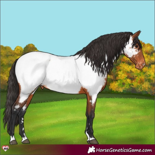 Horse Color:Bay Appaloosa 