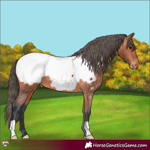 Horse Color:Bay Appaloosa 
