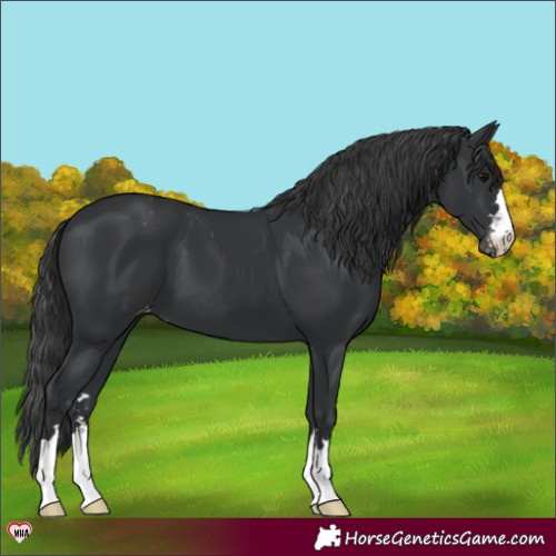 Horse Color:Black Appaloosa 
