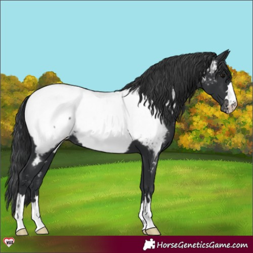 Horse Color:Black Appaloosa 