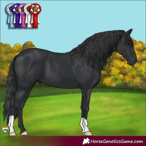 Horse Color:Black 