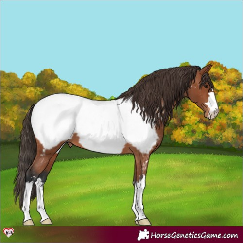 Horse Color:Bay Appaloosa 