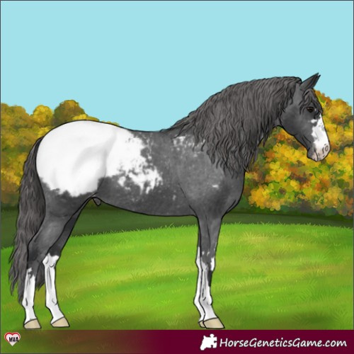 Horse Color:Black Appaloosa 