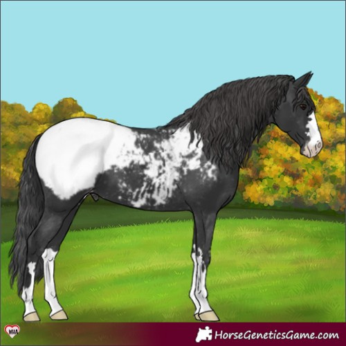 Horse Color:Black Appaloosa 