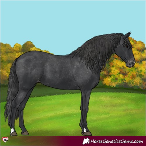 Horse Color:Black Appaloosa 
