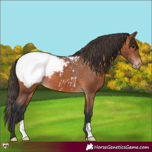 Horse Color:Bay Appaloosa 