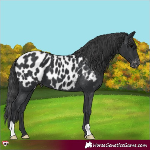 Horse Color:Black Appaloosa 