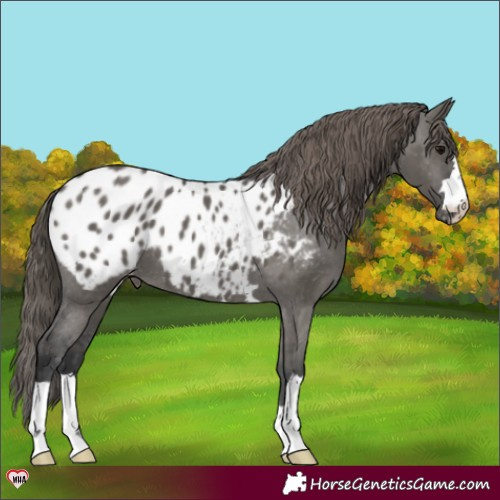 Horse Color:Grullo Appaloosa 