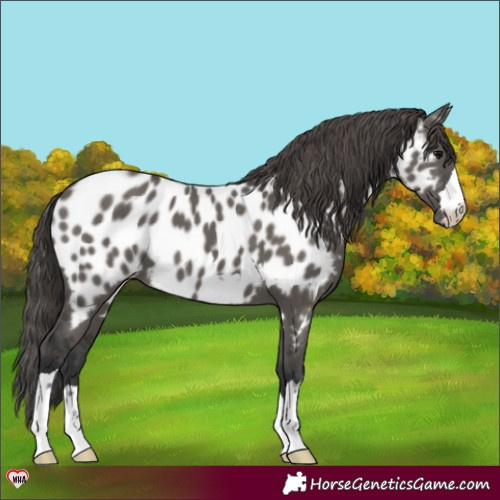 Horse Color:Grullo Appaloosa 