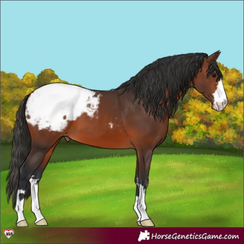 Horse Color:Brown Appaloosa 