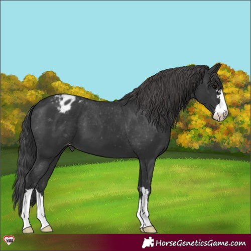Horse Color:Black Appaloosa 