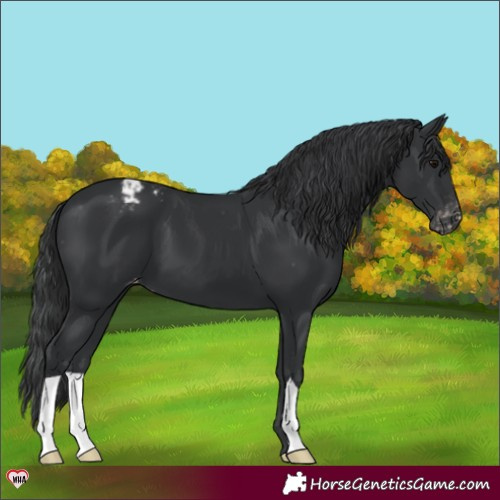 Horse Color:Black Appaloosa 