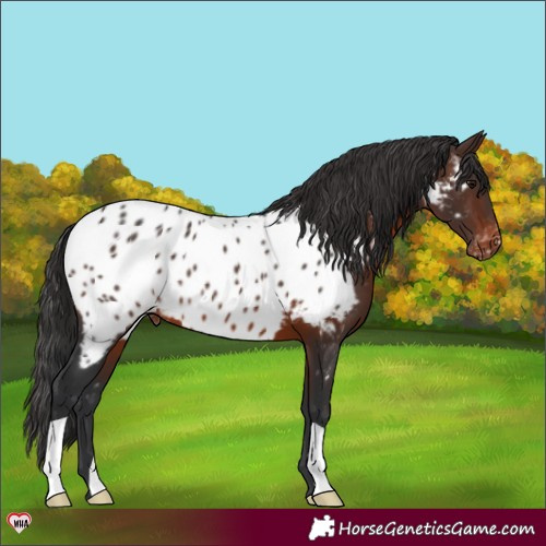 Horse Color:Brown Appaloosa 