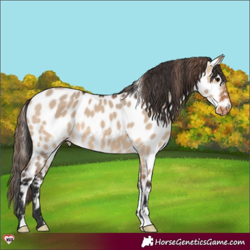 Horse Color:Bay Dun Appaloosa 