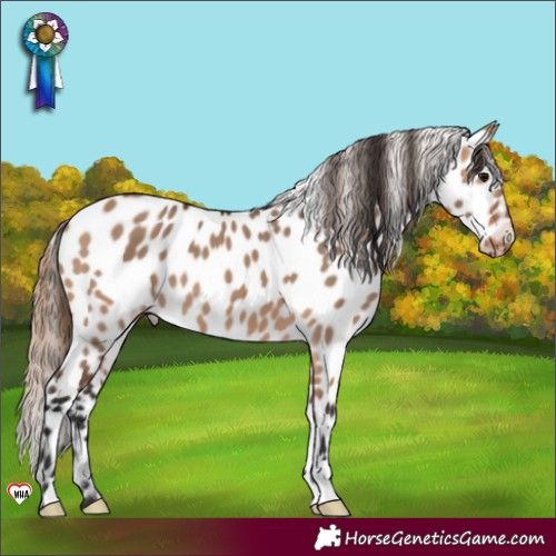 Horse Color:Bay Dun Appaloosa 