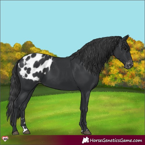 Horse Color:Black Appaloosa