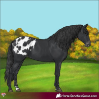 Horse Color:Black Appaloosa 