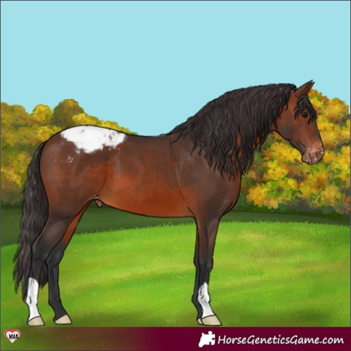 Horse Color:Brown Appaloosa 