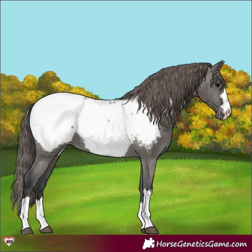 Horse Color:Grullo Appaloosa 