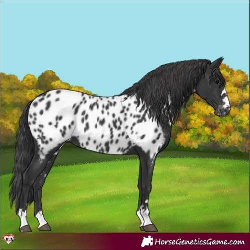 Horse Color:Black Appaloosa 