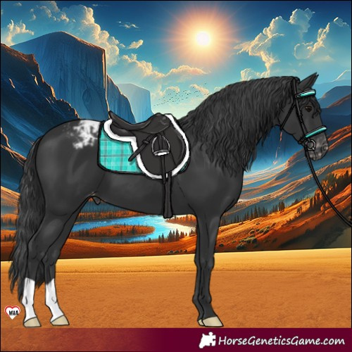Horse Color:Black Appaloosa 