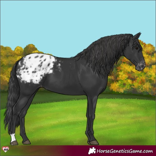 Horse Color:Black Appaloosa 