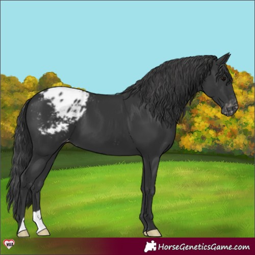 Horse Color:Black Appaloosa 