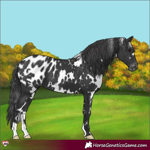 Horse Color:White Spotted Black Appaloosa 