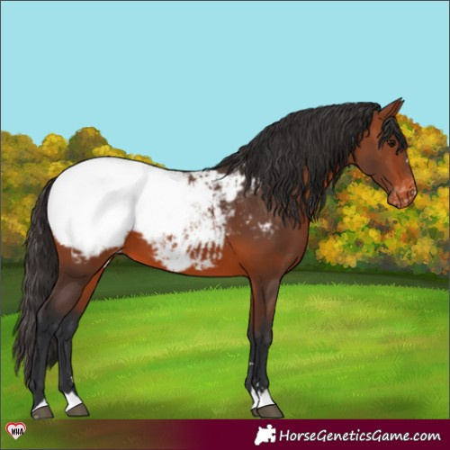 Horse Color:Bay Appaloosa 