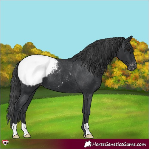 Horse Color:Black Appaloosa 