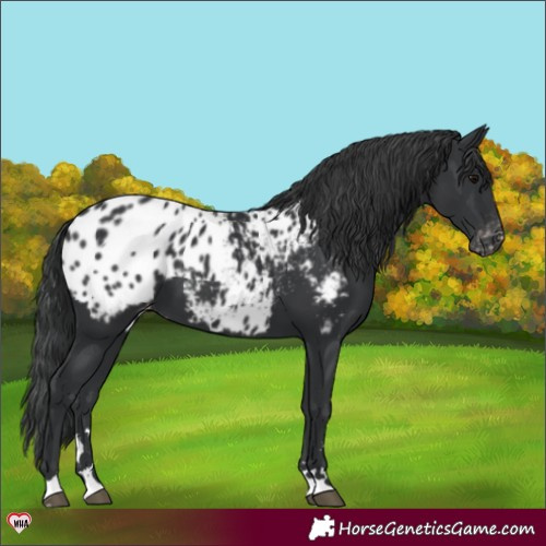 Horse Color:Black Appaloosa 