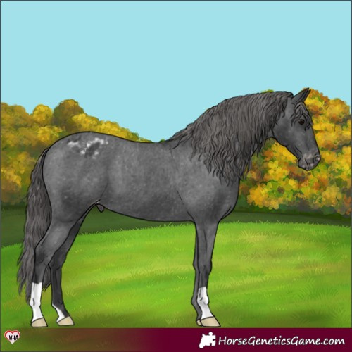 Horse Color:Black Appaloosa 