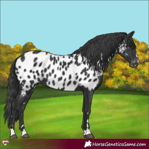 Horse Color:Black Appaloosa Rabicano 