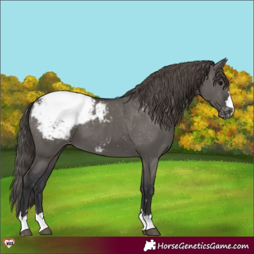 Horse Color:Grullo Appaloosa 